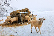 Wiltshire horn domestic sheep (Ovis aries) on snow covered pastureland, foraging at hay feeder. Wiltshire, UK, January 2010.