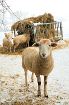Wiltshire horn domestic sheep (Ovis aries) in falling snow on snowy pastureland, foraging at hay feeder. Wiltshire, UK, January 2010.