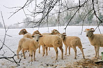 Wiltshire horn domestic sheep (Ovis aries) sheltering under trees at edge of snow covered pastureland. Wiltshire, UK, January 2010.