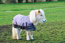 Shetland pony (Equus caballus) wearing winter rug. Hertfordshire, UK, December 2009.