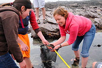 Mother and daughter looking at Rock cook / Small mouthed wrasse (Centrolabrus exoletus) caught in a rock pool on a low tide with a fishing net. Cornwall, UK. Model released, April 2009
