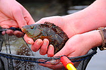 Rock cook / Small mouthed wrasse (Centrolabrus exoletus) caught in a rock pool on a low tide, being taken out of a fishing net. Cornwall, UK.