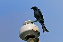 Black drongo (Dicrurus macrocercus) perched on disused overhead electrical cable, calling, Guandu Nature Park, Taiwan.
