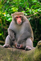 Male Formosan / Taiwan macaque (Macaca cyclopis) sitting on branch of banyan tree (Ficus microcarpus) Chaishan, Kaohsiung, Taiwan.