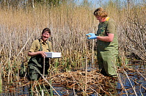 Great Crane Project team collecting Eurasian / Common crane eggs (Grus grus) in Germany for UK reintroduction. Roland Digby measures crane egg at nest in reed pool, with Beate Blahy. Schorfheide-Chori...