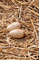 Two Common / Eurasian crane eggs (Grus grus) on nest made of old reeds. Schorfheide-Chorin Biosphere Reserve, Brandenburg, Germany, April.