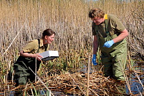 Great Crane Project team members Beate Blahy and Roland Digby inspecting Eurasian / Common crane eggs (Grus grus) in reed pool nest in Germany before collecting them for UK reintroduction programme. S...