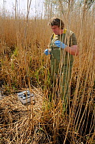 Roland Digby of the Great Crane Project team weighing Eurasian / Common crane egg (Grus grus) at reed pool nest in Germany before collecting it for the UK reintroduction programme. Schorfheide-Chorin...