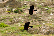 Two Alpine / Yellow-billed choughs (Pyrrhocorax graculus) in flight, Spanish Pyrenees, Hecho valley, Huesca, Spain.