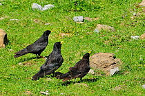 Two adult and one immature Alpine / Yellow-billed chough (Pyrrhocorax graculus) in grassland calling as other Alpine choughs fly overhead, Cirque de Gavarnie, Haute Pyrenees, France.