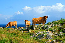 Asturian mountain domestic cattle (Bos taurus) grazing on karst limestone clifftop grassland with Atlantic sea in the background, near Llanes, Asturias, Spain. July 2009