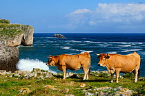 Asturian mountain domestic cattle (Bos taurus) grazing on karst limestone clifftop grassland with Atlantic sea in the background, near Llanes, Asturias, Spain. July 2009