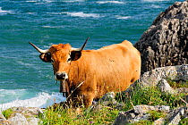 Asturian mountain domestic cattle (Bos taurus) cow with bell on karst limestone clifftop grassland with Atlantic sea in the background, Near Llanes, Asturias, Spain. July 2009