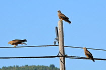 Three Black kites (Milvus migrans) perched on telephone wires and pole, Spanish Pyrenees, Hecho valley, Huesca, Spain