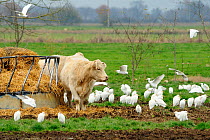 A flock of migrant Cattle egret (Bubulcus ibis), gathering around Charolais domestic cattle (Bos taurus) on a cold wintry morning close to the Pyrenees mountains, near Tarbes, Haute Pyrenees, Gascony,...