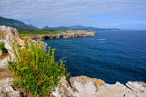 Clifftop flowers, possibly Coastal ragwort (Senecio leucanthemifolius) flowering on limestone sea cliffs at Pria, with Picos d'Europa mountains in the background, near Ribadesella, Asturias, Spain. Ju...