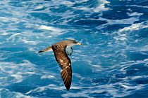 Cory's shearwater (Calonectris diomedia) in flight over sea, between Isle of Lesbos / Lesvos, Greece and Turkey.