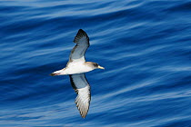 Cory's shearwater (Calonectris diomedia) in flight over sea, between Isle of Lesbos / Lesvos, Greece and Turkey.