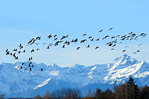 Common / Eurasian crane (Grus grus) flock in flight with snow topped Pyrenees mountains in the background, during southward migration period, Haute Pyrenees, Gascony, France. December 2009