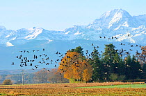 Common / Eurasian crane (Grus grus) flock in flight over farmland with autumnal trees and sunlit snowy Pyrenees mountains in the background, Haute Pyrenees, Gascony, France. December 2009,