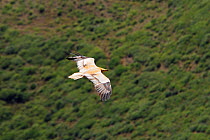 Egyptian vulture (Neophron percnopterus) in flight, Spanish Pyrenees, Salto de Roldan, Huesca, Spain.