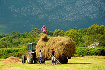Hay being loaded onto tractor and trailer with a pitchfork, with Picos d'Europa mountains in the background, near Ribadesella, Asturias, Spain. July 2009