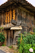 Clusters of maize cobs (Zea mays) hang from a traditional "horreo" granary on pillars, topped with flat stones "mueles" to repel rodents, modified to include a ground floor room. Cuevas, Picos d'Europ...