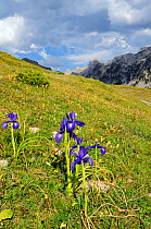 English Iris (Iris latifolia) flowering on Pyreneean mountain meadow, Linza, Huesca, Aragon, Spain. July 2009