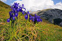 English Iris (Iris latifolia) flowering on Pyreneean mountain meadow. Linza, Huesca, Aragon, Spain. july