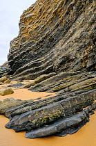 Folded layers of Jurassic sedimentary limestone and marl rocks in the cliffs at Vega beach, Ribadesella, Asturias, Spain. July 2009