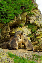 Two young Alpine marmots (Marmota marmota)  nuzzling their mother at entrance to burrow, Cirque de Troumouse, Haute Pyrenees, France. July