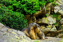 Young Alpine marmot (Marmota marmota) nuzzling mother at entrance to burrow, Cirque de Troumouse, Haute Pyrenees, France. July