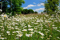Ox eye / Marguerite daisies (Leucanthemum vulgare) flowering on limestone grassland, Wiltshire, UK. June 2009