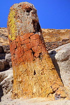 Petrified tree from Miocene era c 20 mya. Lesbos Petrified Forest European and Global Geopark. Eressos, Isle of Lesvos, Greece, August 2009