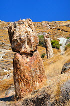 Two petrified trees from Miocene era c. 20 mya. Lesbos Petrified Forest European and Global Geopark. Eressos, Isle of Lesvos, Greece August 2009