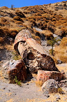 Petrified tree trunk from Miocene era c. 20 mya broken into sections. Lesbos Petrified Forest European and Global Geopark. Eressos, Isle of Lesvos, Greece August 2009