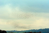 Two large flocks of migrant Wood pigeons (Columba palumbus), massing together before crossing the Pyrenees mountains, Trie sur Baise, Haute Pyrenees, Gascony, France. December 2009