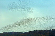 A large flock of migrant Wood pigeons (Columba palumbus), massing together before crossing the Pyrenees mountains, Trie sur Baise, Haute Pyrenees, Gascony, France. December 2009