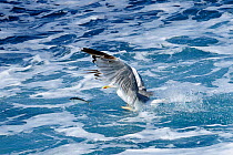 Yellow legged gull (Larus cachinnans) chasing Sardine / European pilchard (Sardina pilchardus) leaping out of sea in attempt to escape. Between Isle of Lesbos / Lesvos, Greece and Turkey. August
