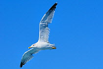 Yellow legged gull (Larus cachinnans) in flight, between Isle of Lesbos /Lesvos, Greece and Turkey. August
