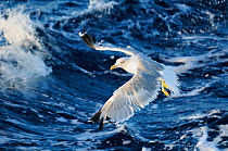 Yellow legged gull (Larus cachinnans) flying low over sea while fishing for Sardines / European pilchards (Sardina pilchardus) between Isle of Lesbos, Greece and Turkey. August
