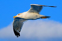 Yellow legged gull (Larus cachinnans) in flight between Isle of Lesbos /Lesvos, Greece and Turkey. August