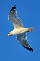 Yellow legged gull (Larus cachinnans) in flight between Isle of Lesbos / Lesvos, Greece and Turkey. August