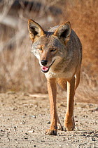 Portrait of Coyote (Canis latrans) walking,  Bolsa Chica wetlands, Huntington Beach, California, USA