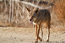 Portrait of Coyote (Canis latrans) walking,  Bolsa Chica wetlands, Huntington Beach, California, USA