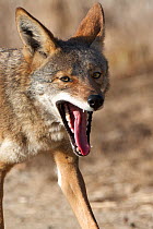 Head portrait of Coyote (Canis latrans) yawning,  Bolsa Chica wetlands, Huntington Beach, California, USA