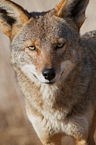 Head portrait of Coyote (Canis latrans) Bolsa Chica wetlands, Huntington Beach, California, USA Not available for ringtone/wallpaper use.