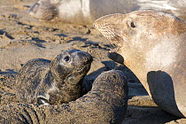 Northern elephant seal (Mirounga angustirostris) female with two pups, Pt Piedras Blancas, California, USA