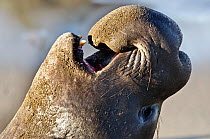 Head portrait of male Northern elephant seal (Mirounga angustirostris) vocalising, Pt Piedras Blancas, California, USA