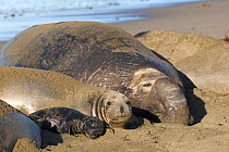 Male Northern elephant seal (Mirounga angustirostris) resting on the beach alongside female and pup, Pt Piedras Blancas, California, USA